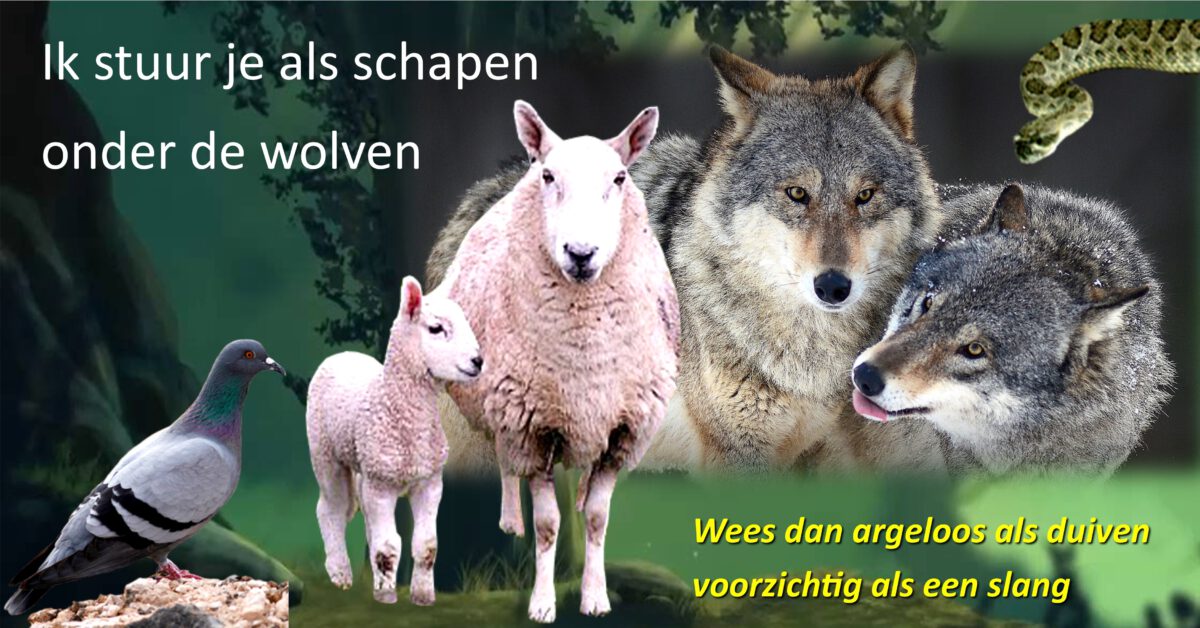 De preek over schapen tussen wolven